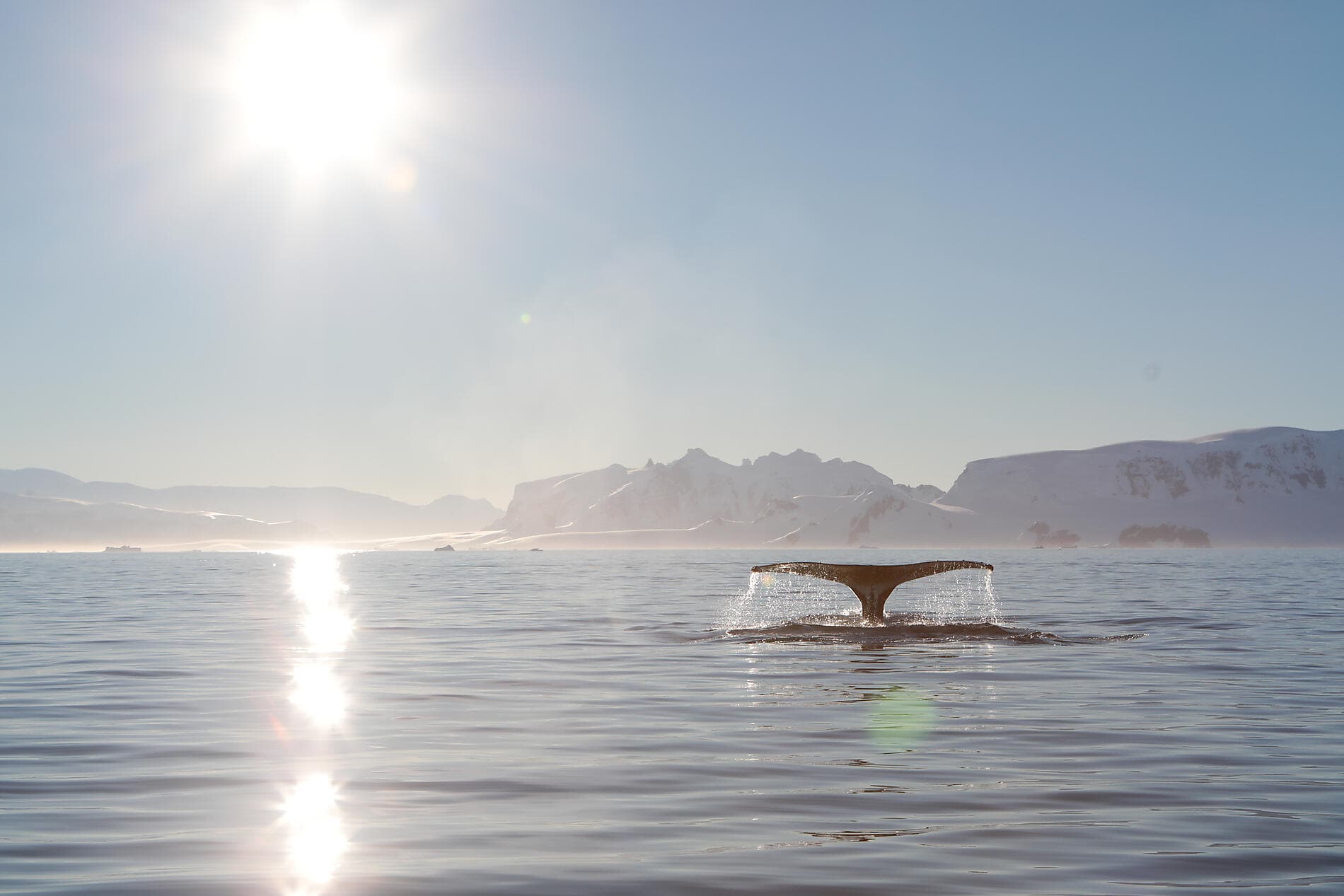 Au cœur des glaces de l'Arctique, du Groenland au Svalbard ©StudioPONANT-Margot.Sib