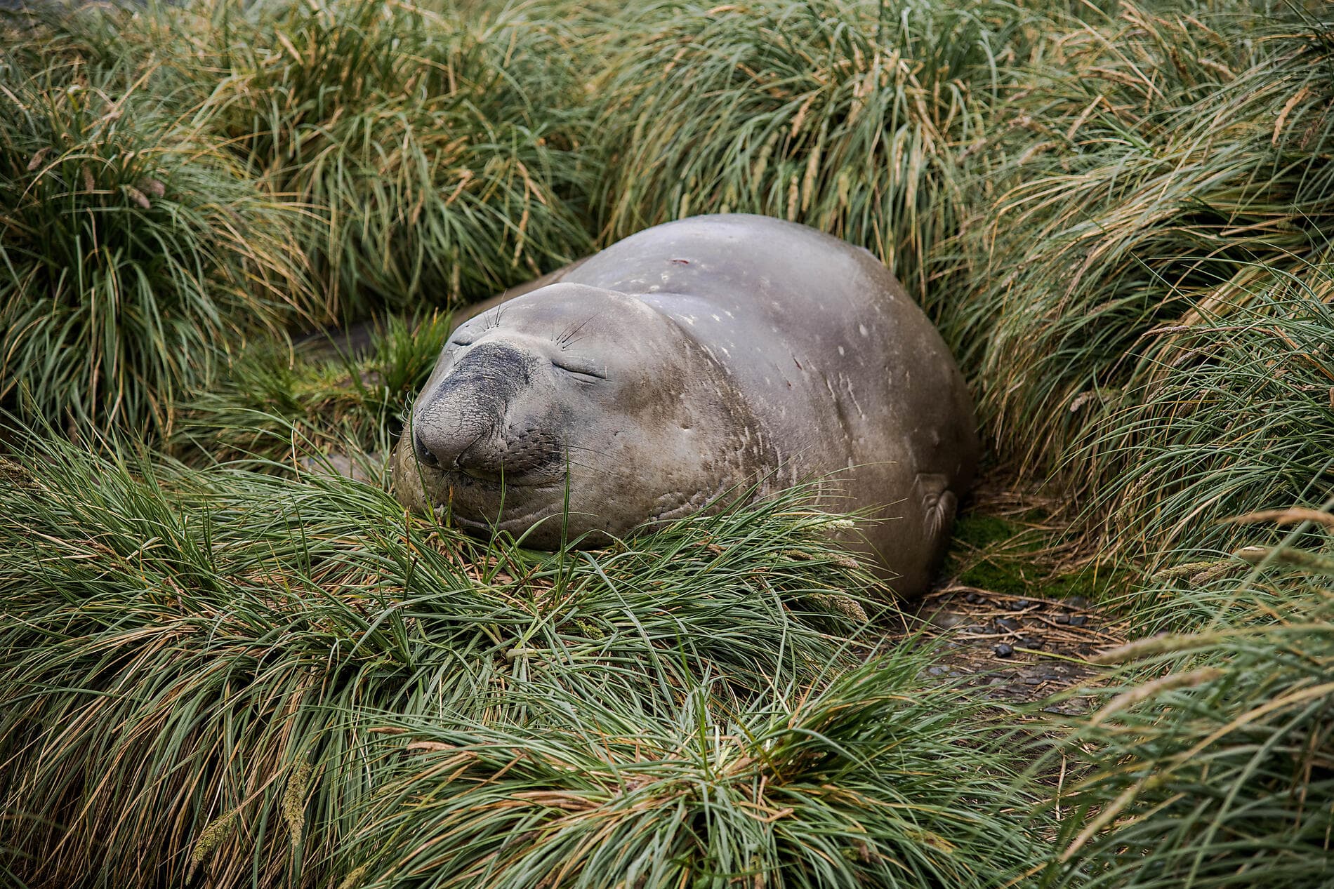 La grande boucle australe 