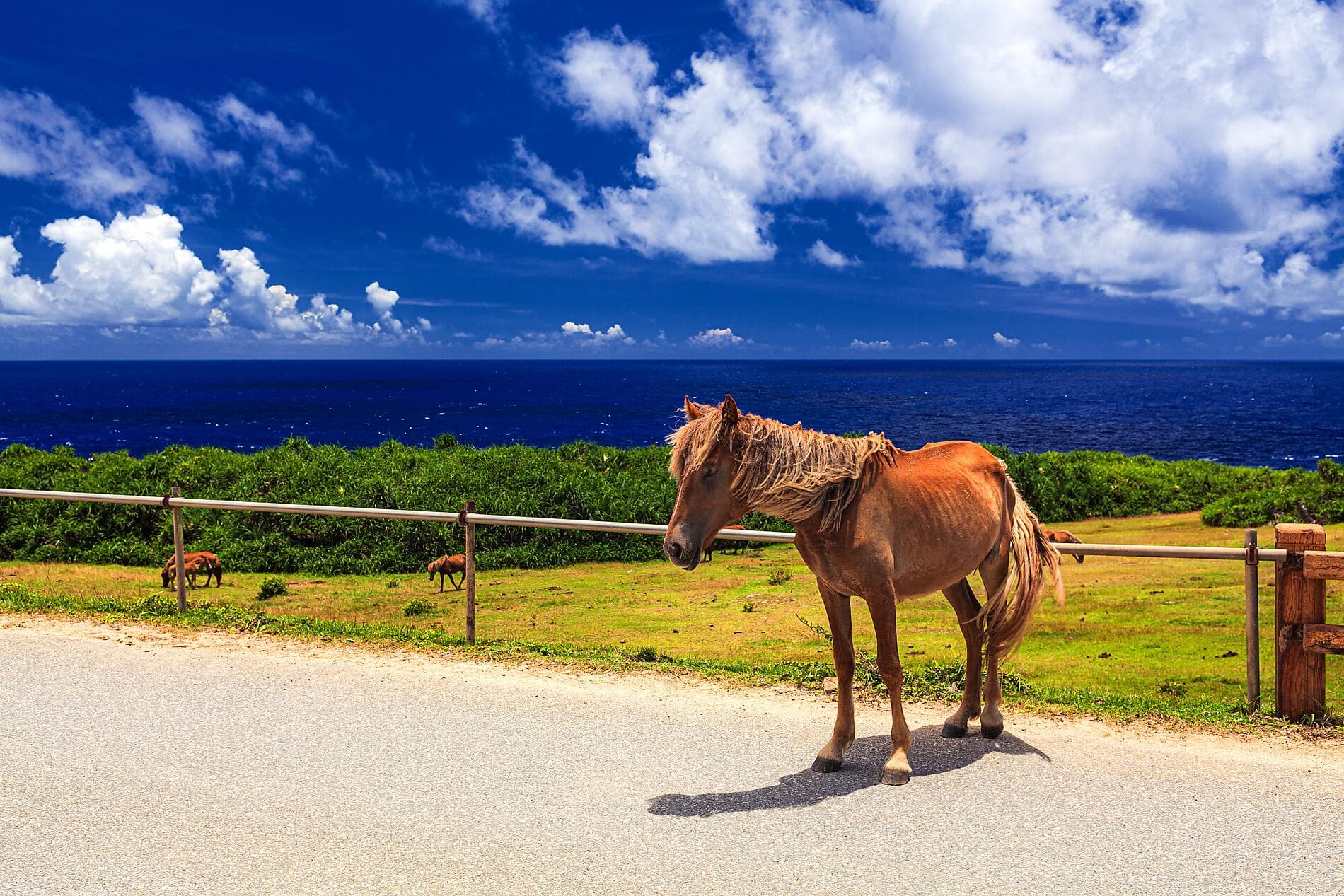 Odyssée au cœur des îles subtropicales du Japon 