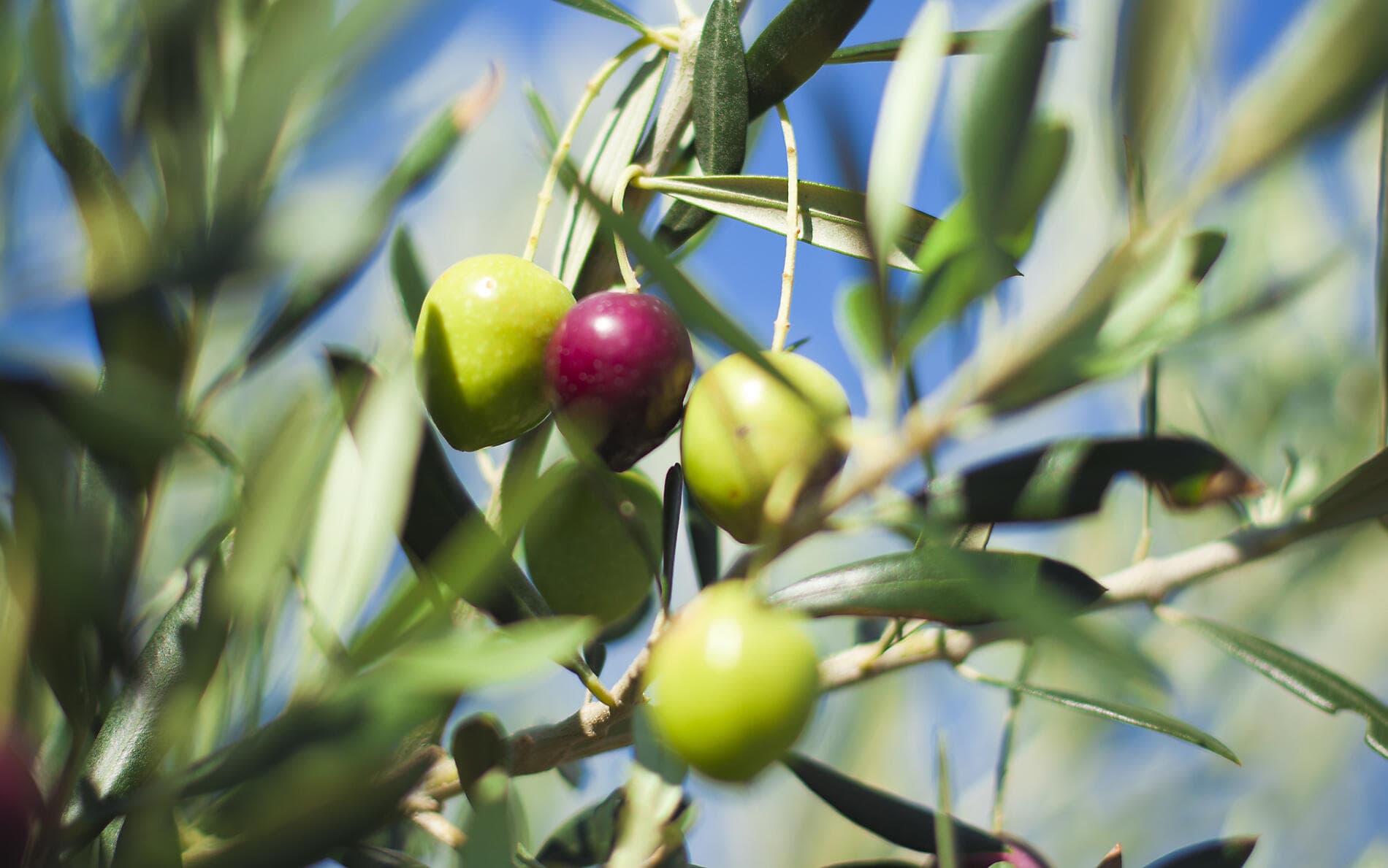 De la Sicile aux îles grecques, sous les voiles du Ponant  