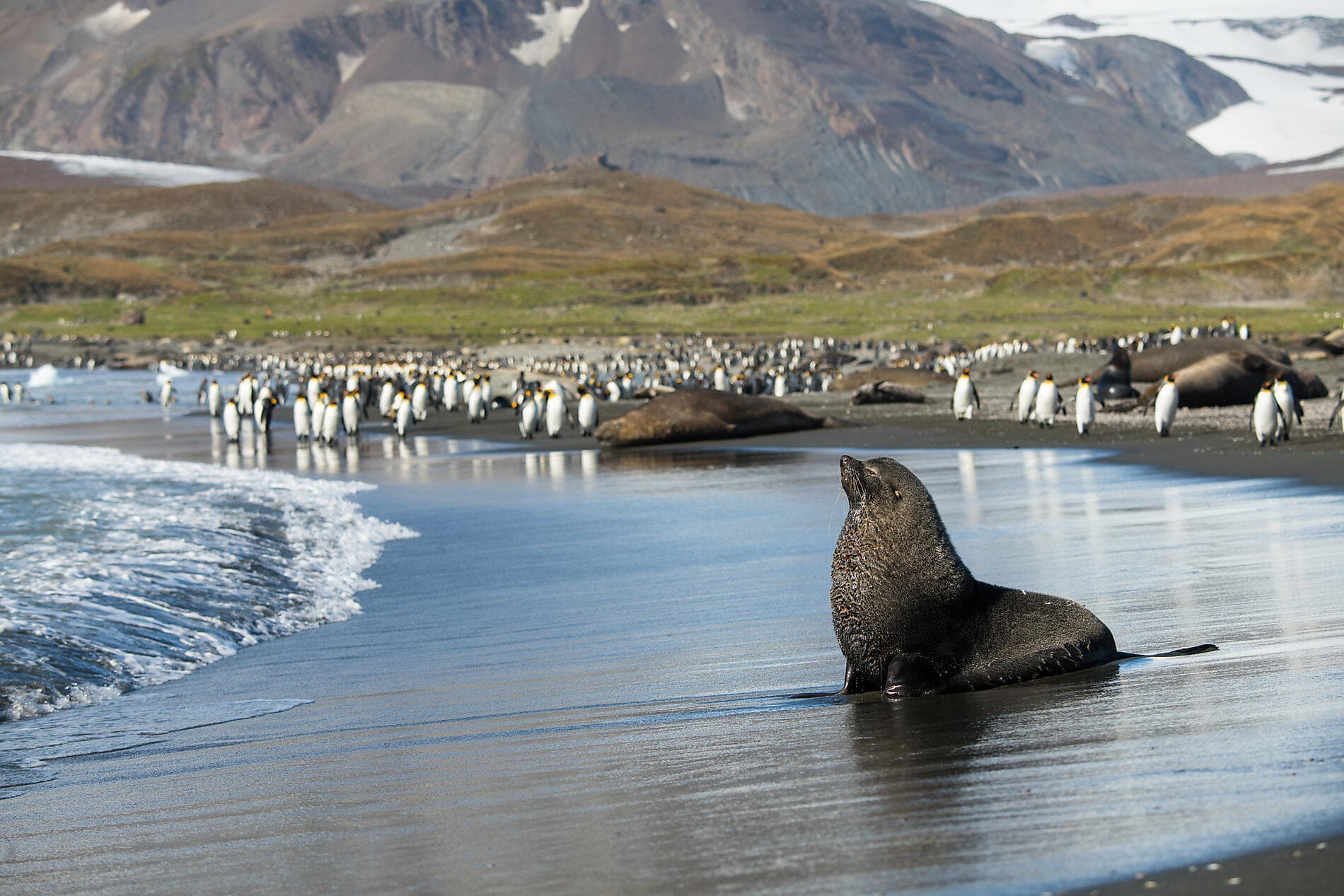 Falkland, Géorgie du Sud & péninsule Valdés : au cœur du monde sauvage 