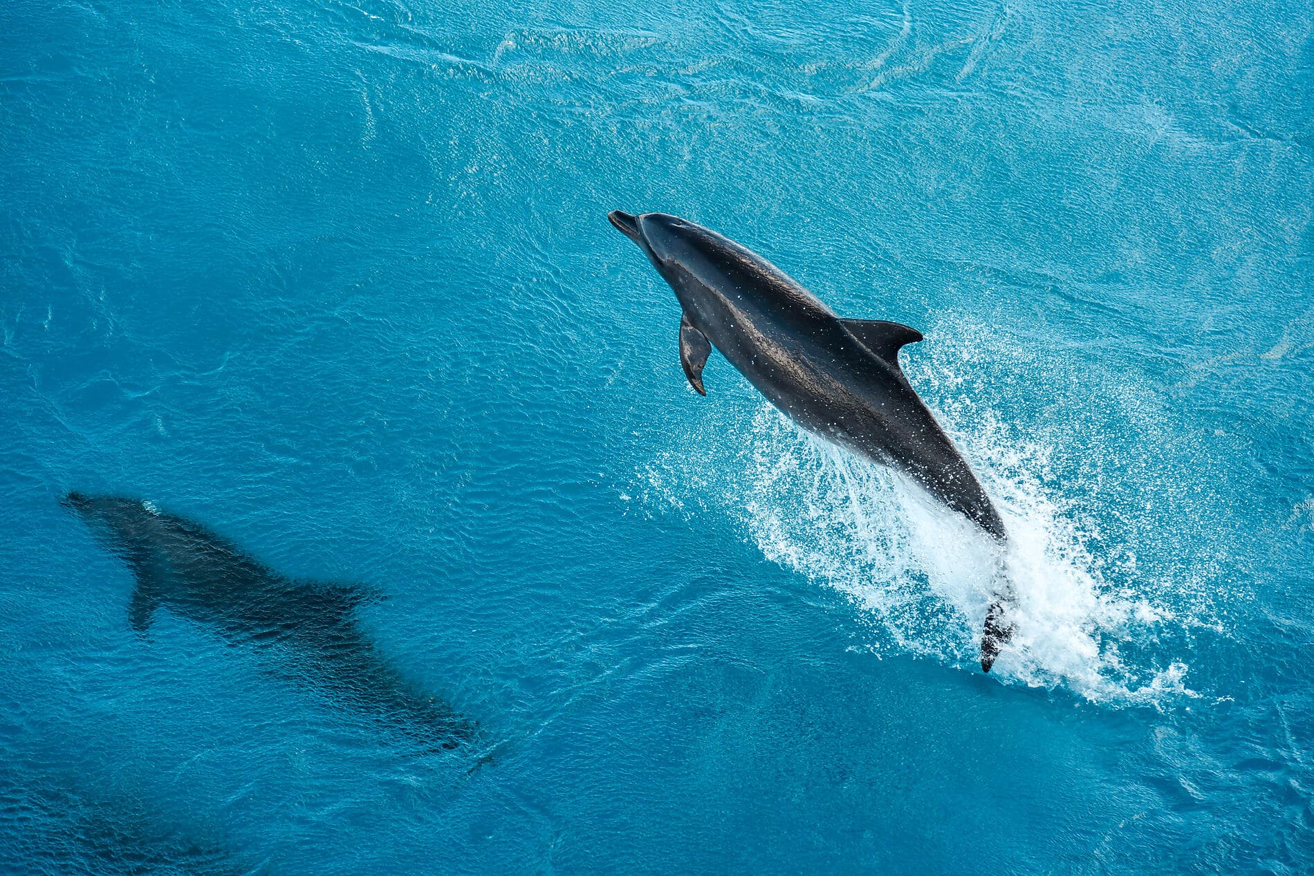 Îles de la Société et Tuamotu 
