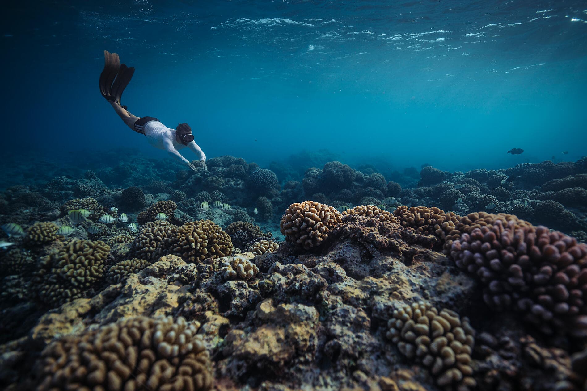 Îles de la Société et Tuamotu 