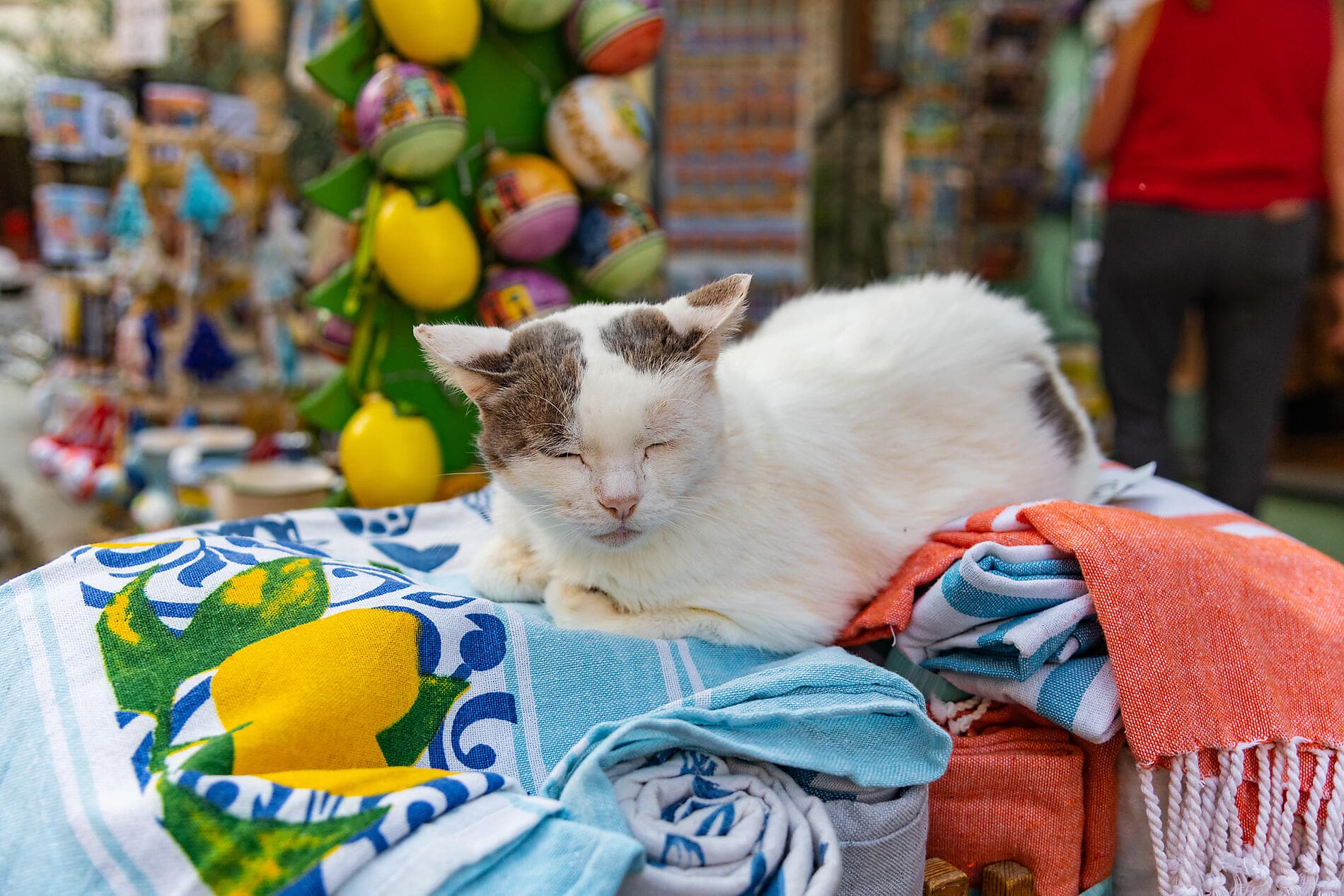 Joyaux discrets de Méditerranée occidentale 