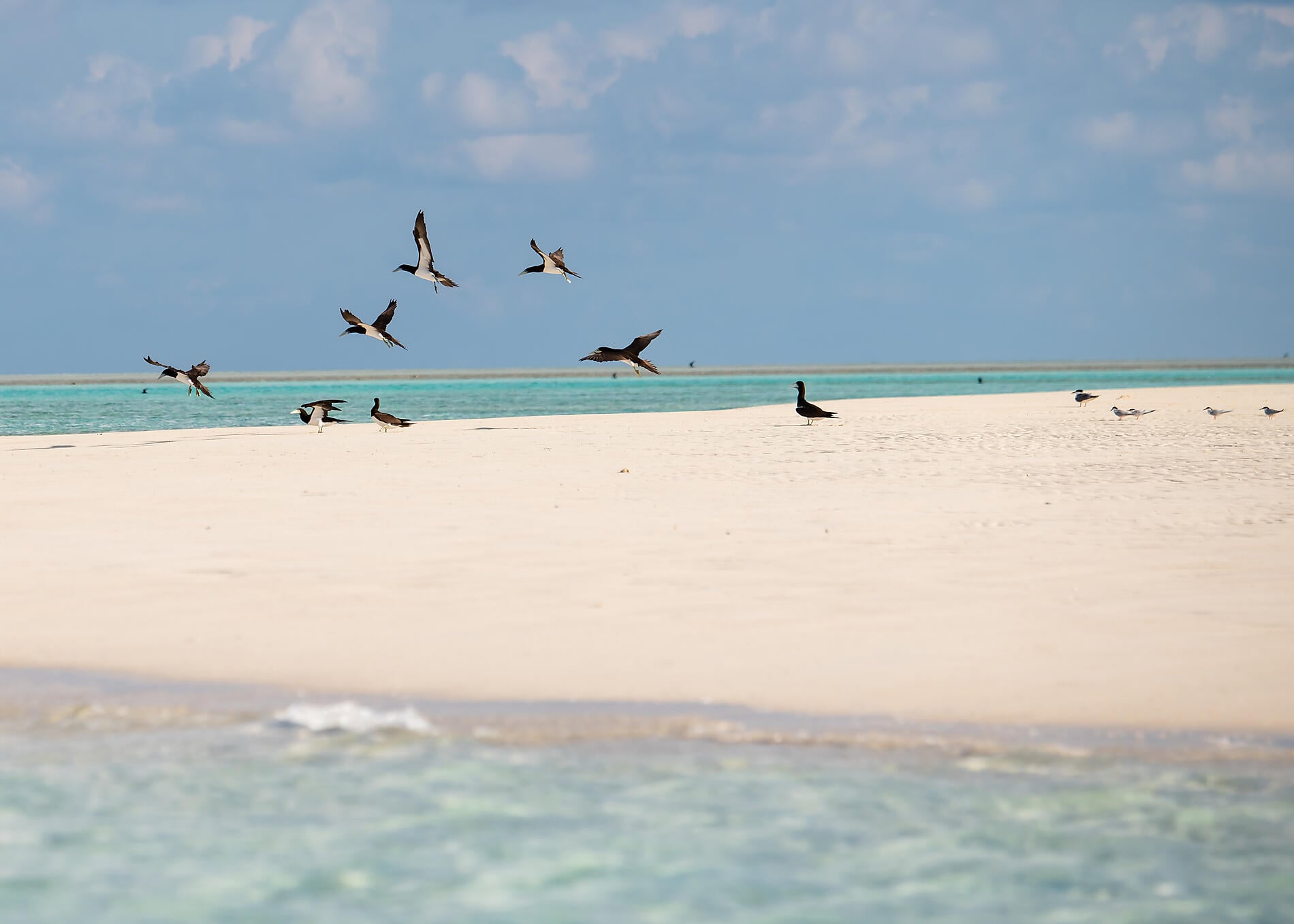 N°-1129_R280422_Darwin-Broome@StudioPONANT-Laure Patricot.jpg